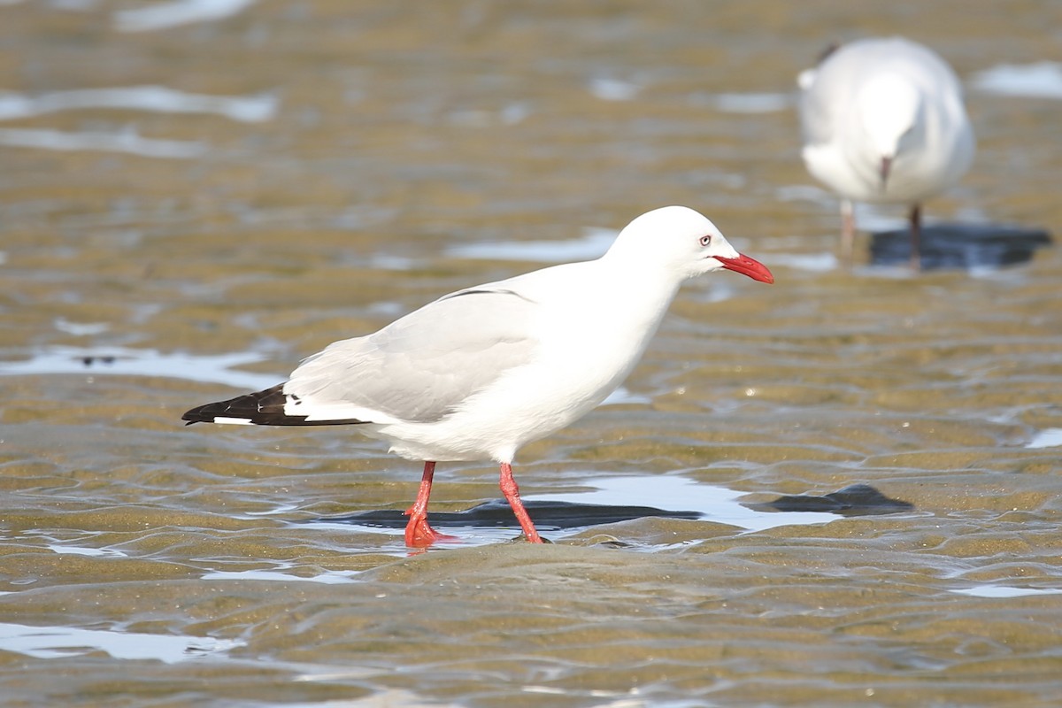 Silver Gull - ML185461621