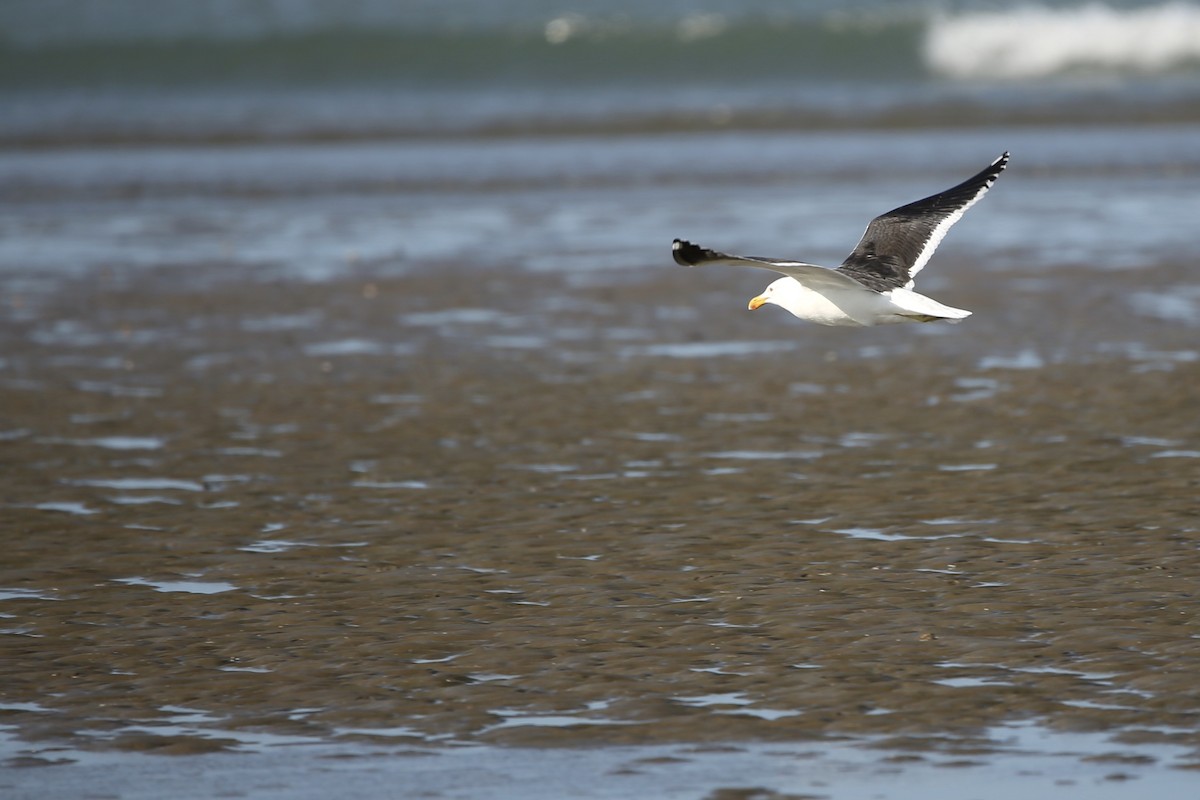 Kelp Gull - ML185461651