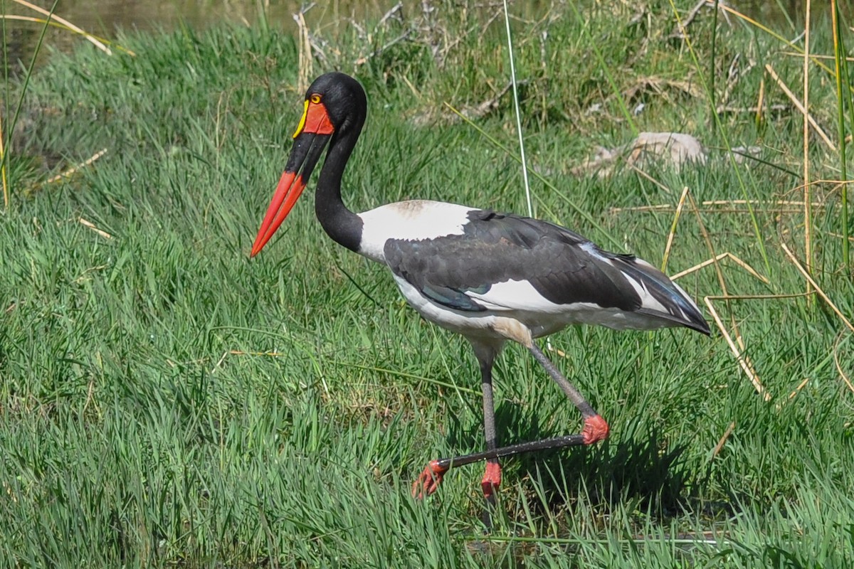 Saddle-billed Stork - Maryse Neukomm