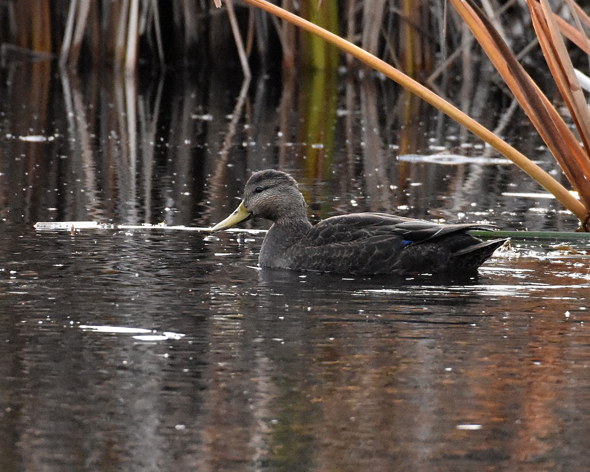 American Black Duck - Brian Hicks