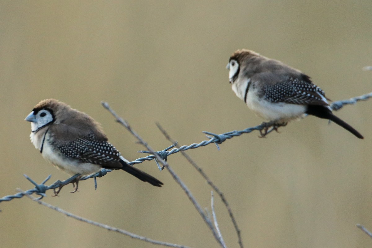 Double-barred Finch - ML185465701