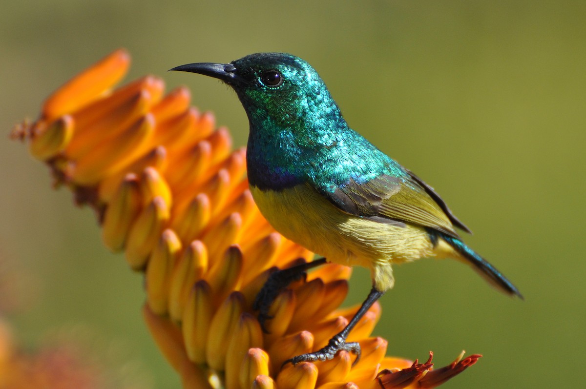 Collared Sunbird - ML185466201