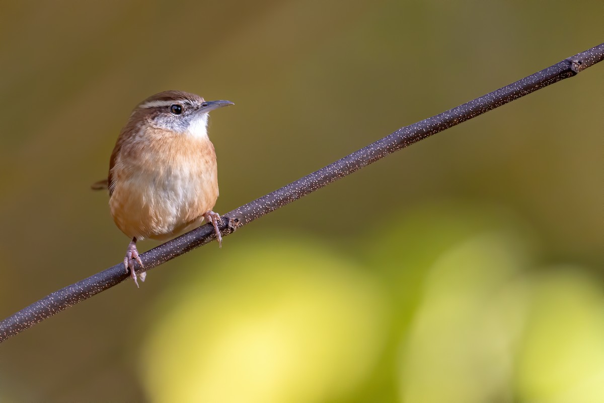 Carolina Wren - ML185472351