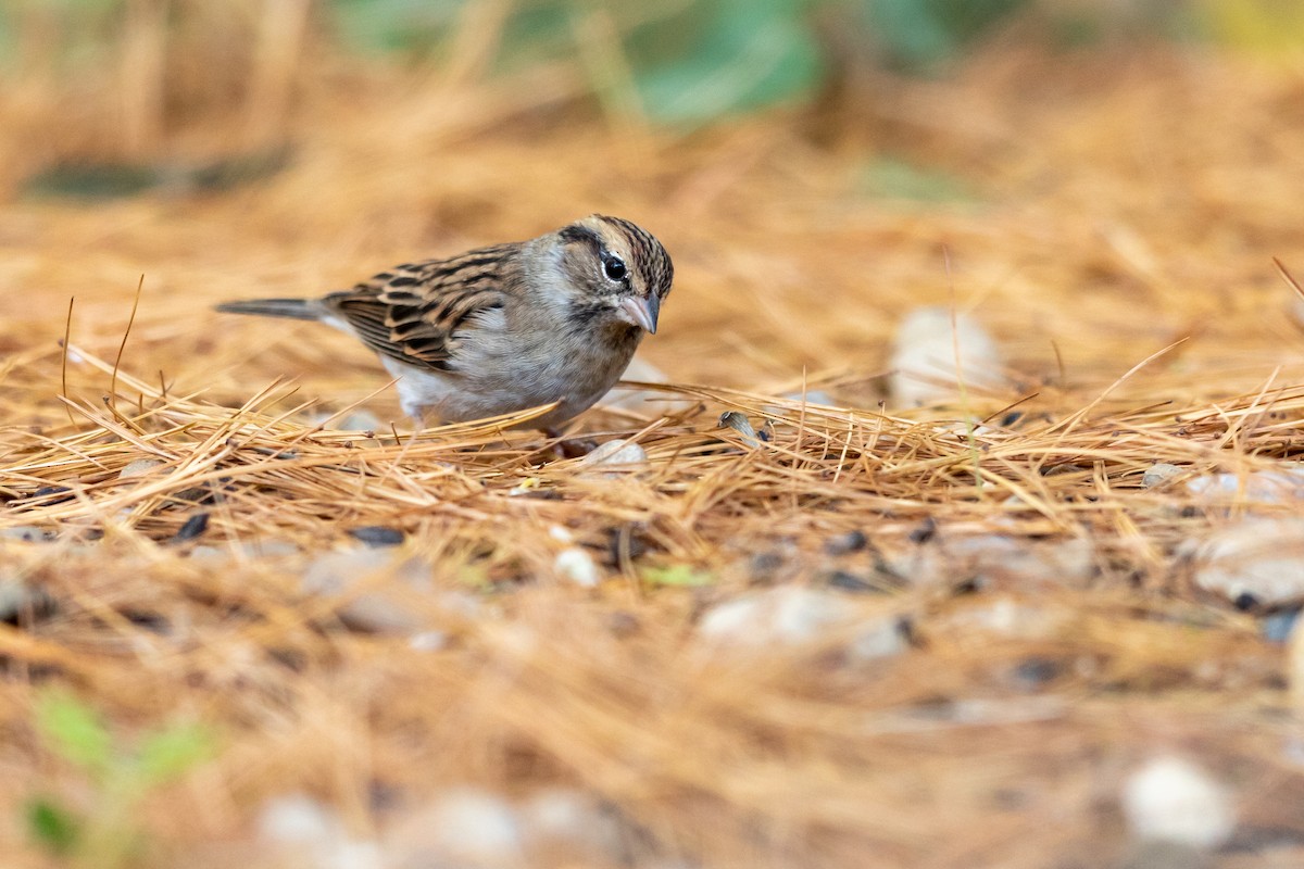 Chipping Sparrow - Brad Imhoff