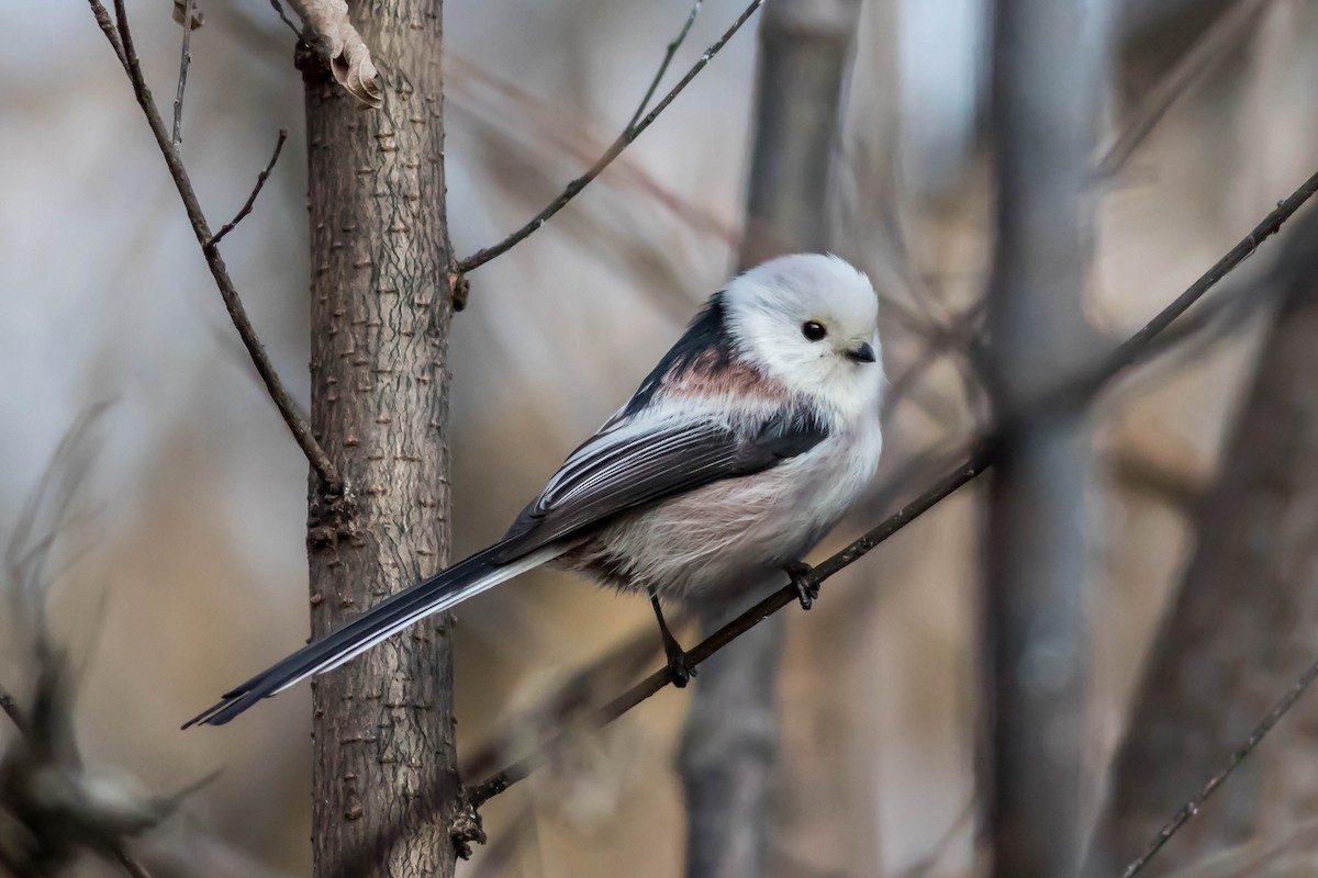 Long-tailed Tit - African Googre
