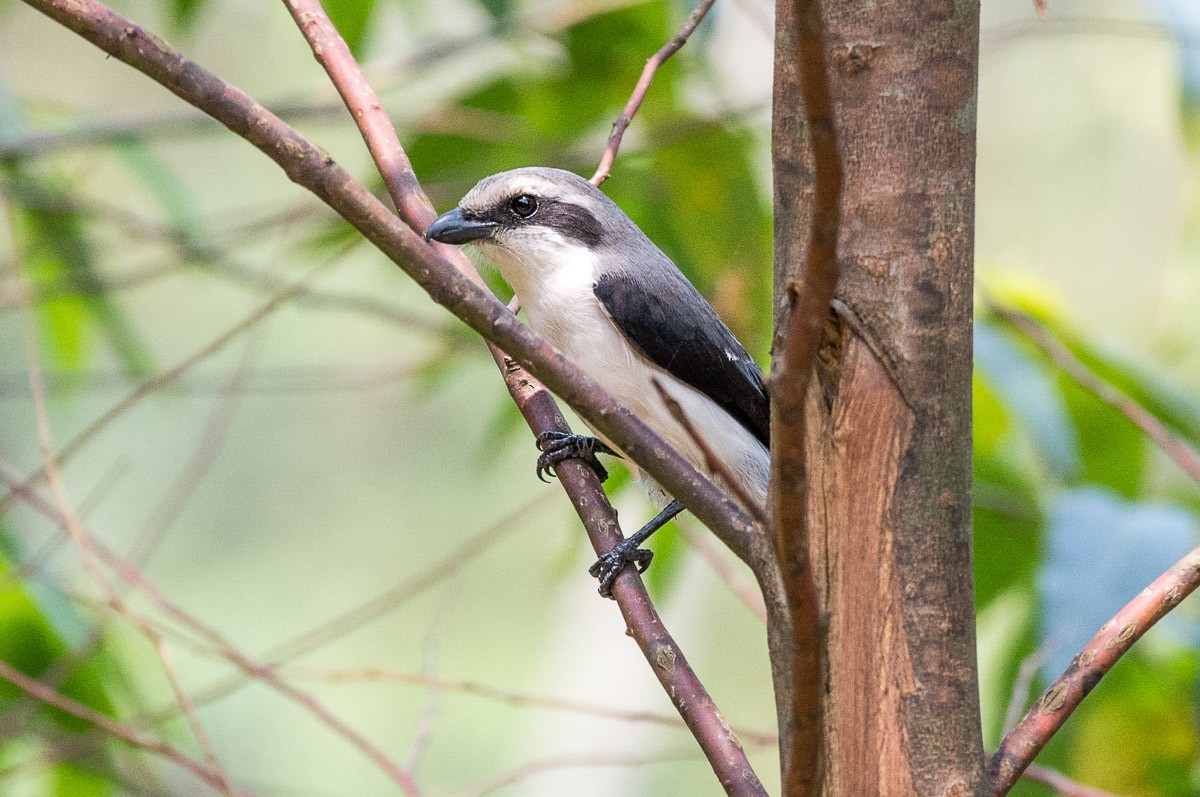 Gray-green Bushshrike - ML185475191