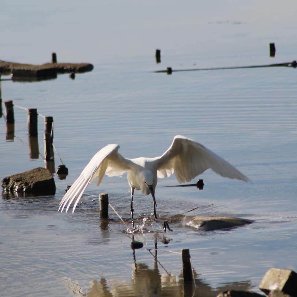 Reddish Egret - ML185476661