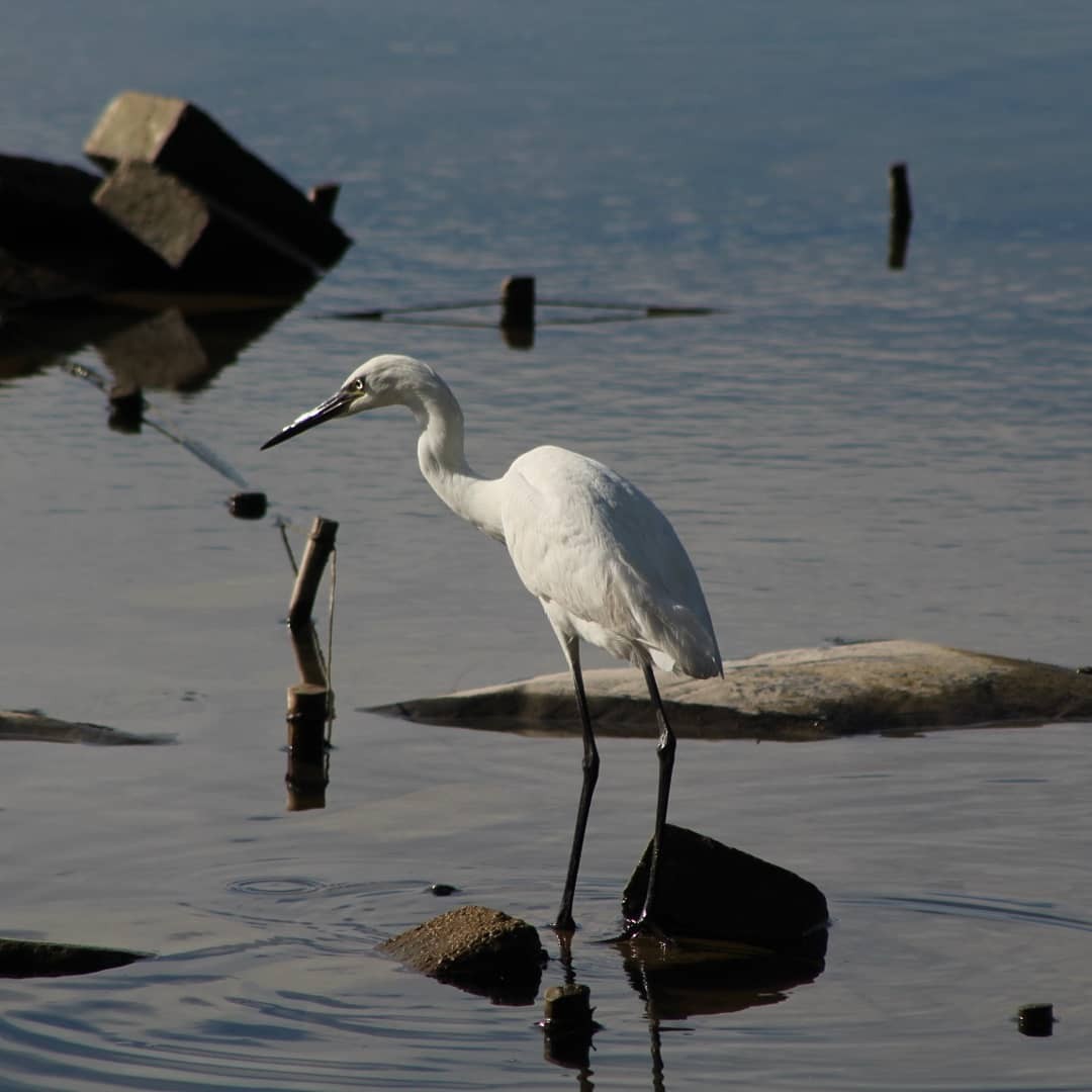 Reddish Egret - Melani Sánchez