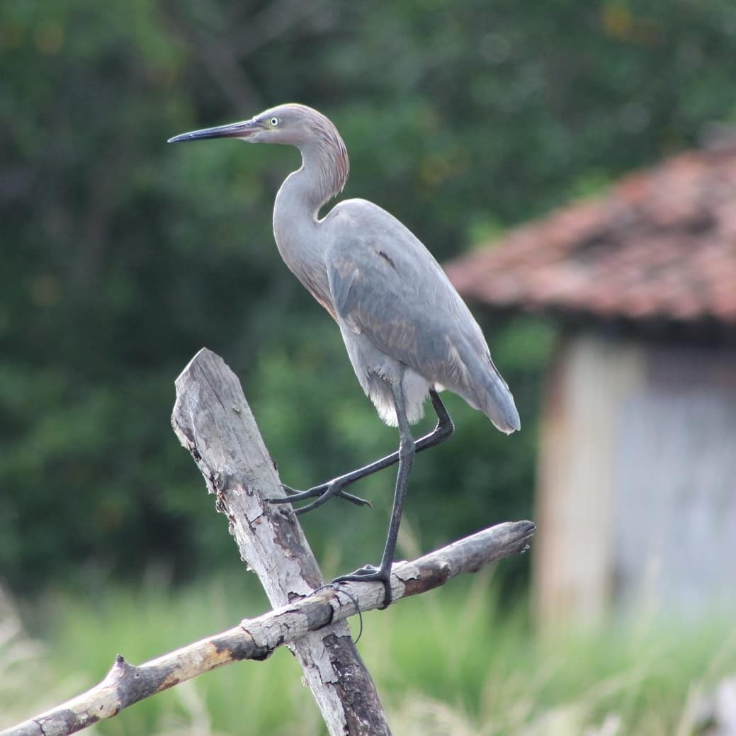 Reddish Egret - Melani Sánchez