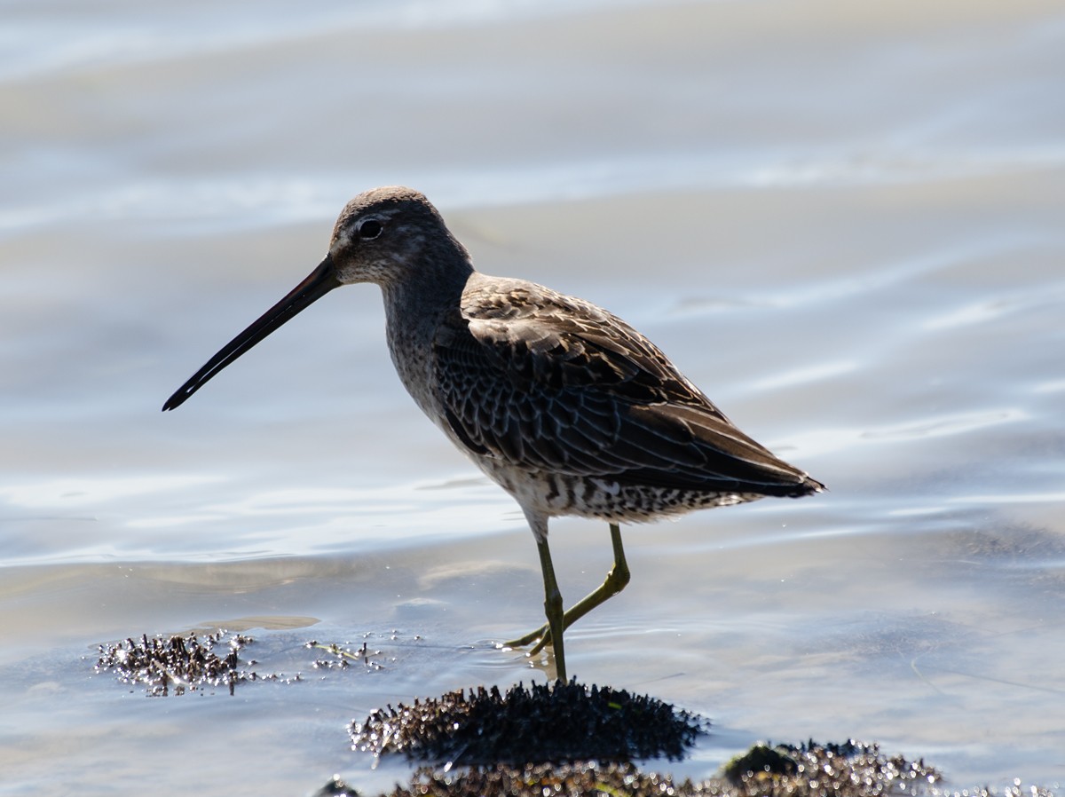 Long-billed Dowitcher - ML185477371