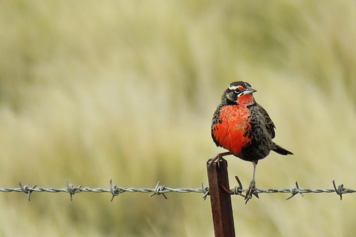 Pampas Meadowlark - ML185479901