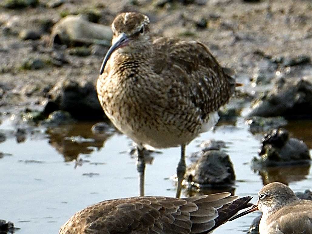 Whimbrel - ML185480871