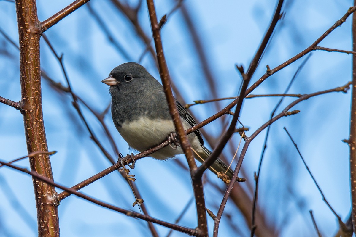 Dark-eyed Junco - Frank King