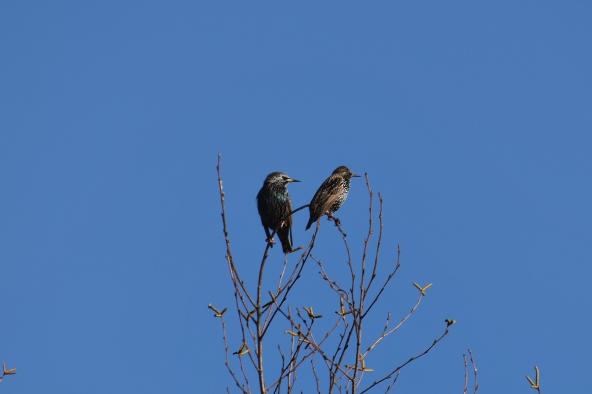 European Starling - ML185483801