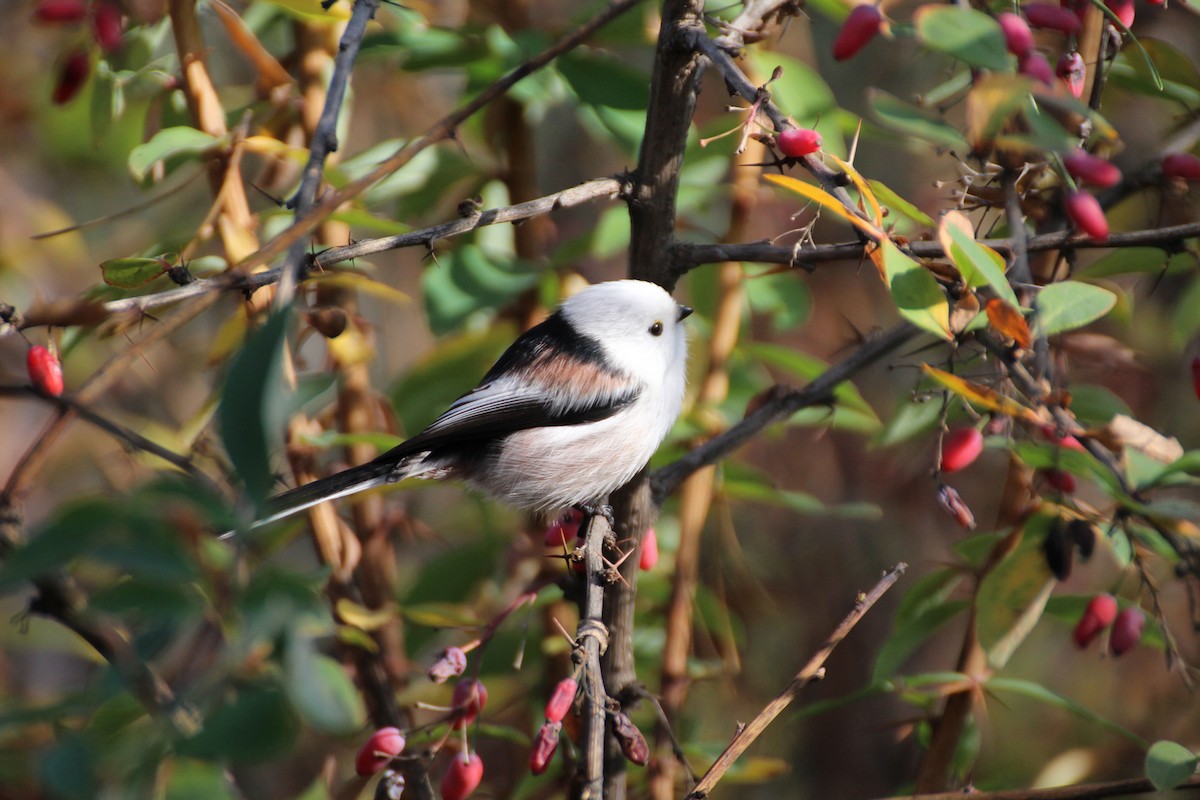 ML185483911 - Long-tailed Tit - Macaulay Library