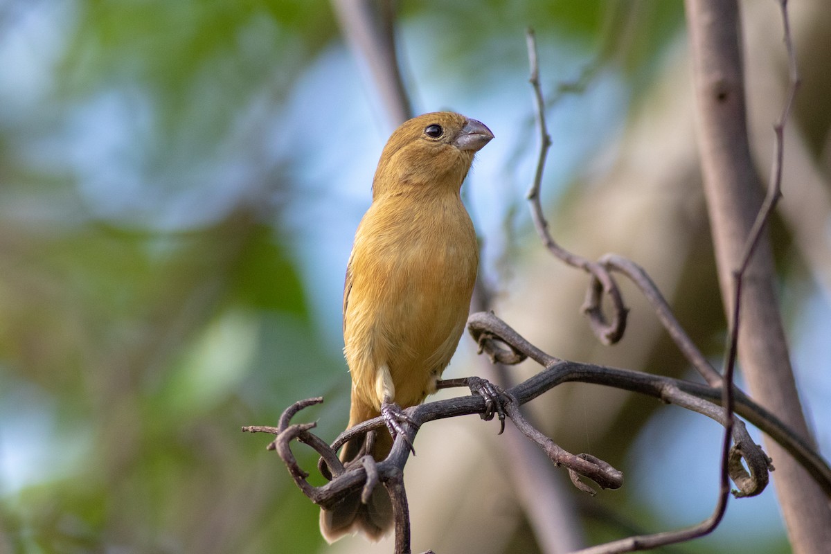 Morelet's Seedeater - Francis Canto Jr