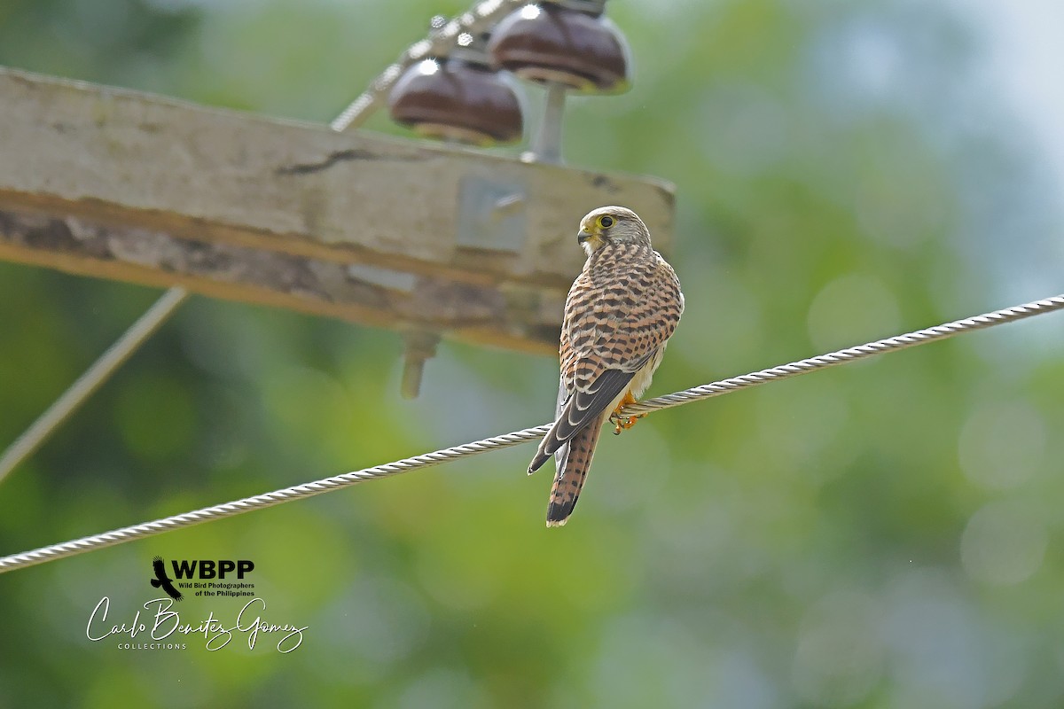 紅隼 - ML185489181