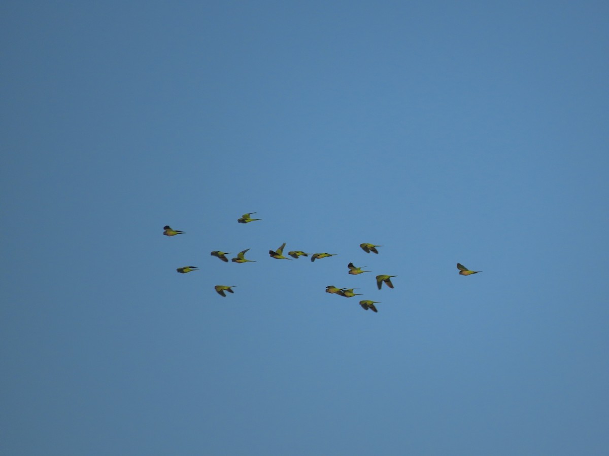 Monk Parakeet - ML185489971