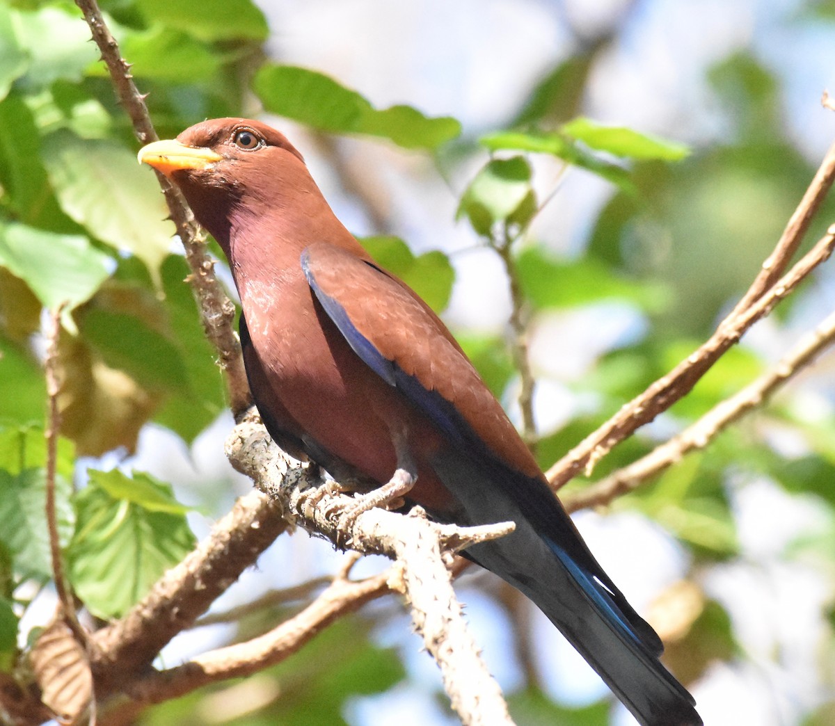 Broad-billed Roller - Suzette Stitely