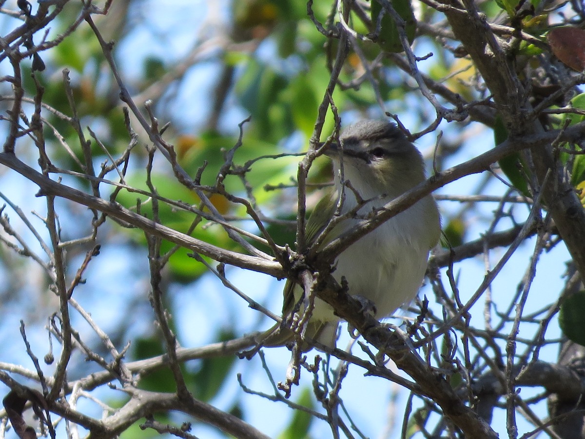 Kızıl Gözlü Vireo - ML185491591