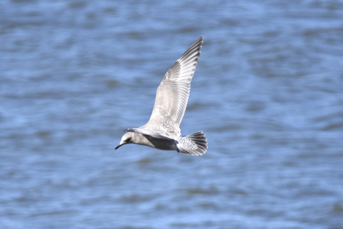 Iceland Gull (Thayer's) - Pete Monacell