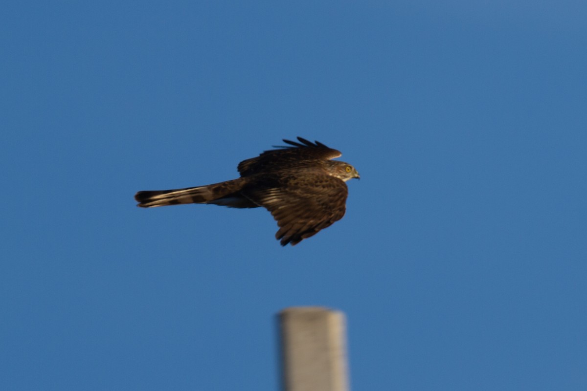 Sharp-shinned Hawk - ML185494101