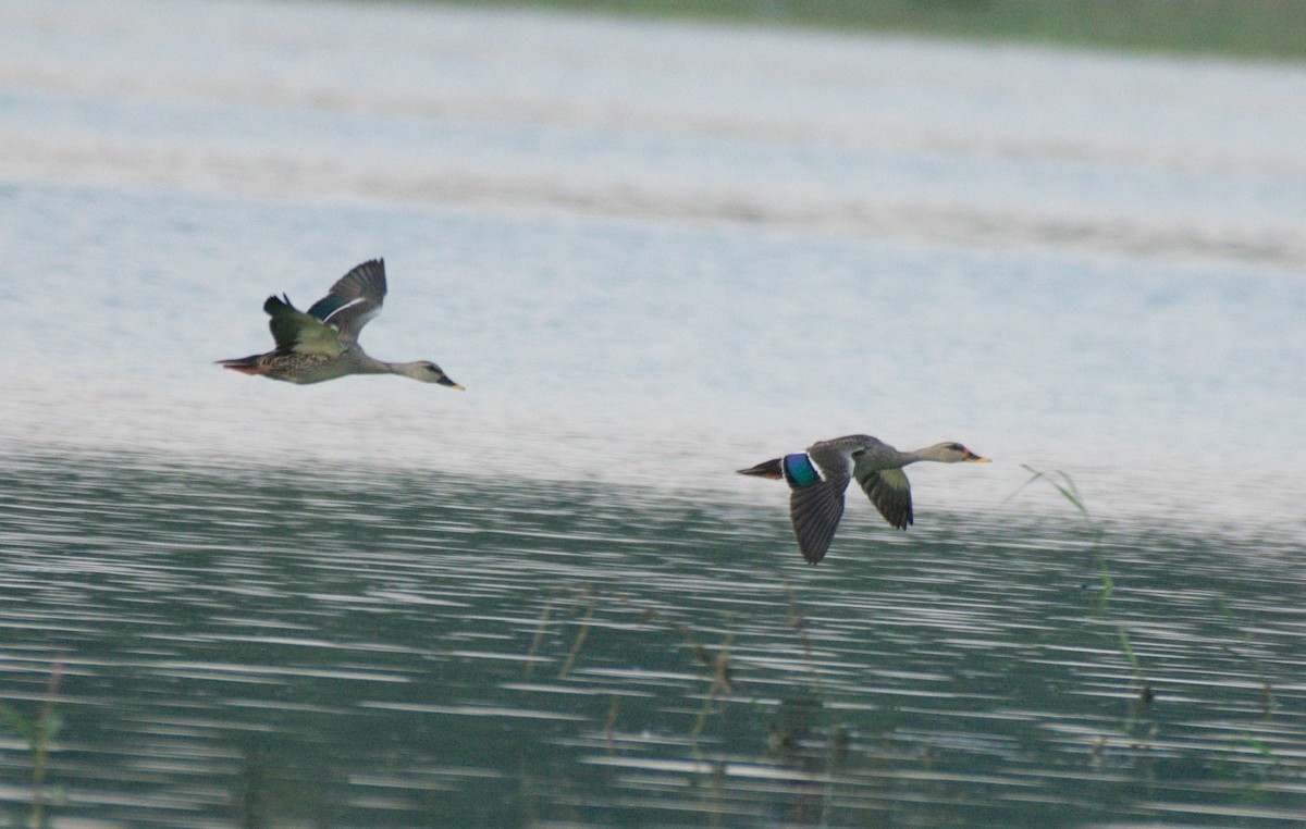 Indian Spot-billed Duck - ML185494361