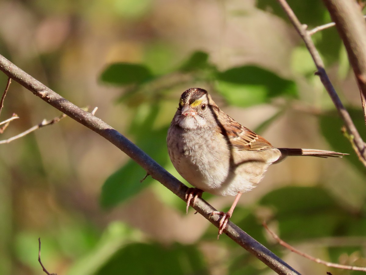 White-throated Sparrow - ML185494391