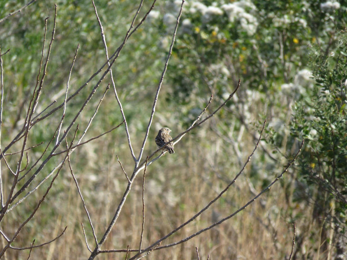 Vesper Sparrow - ML185498381