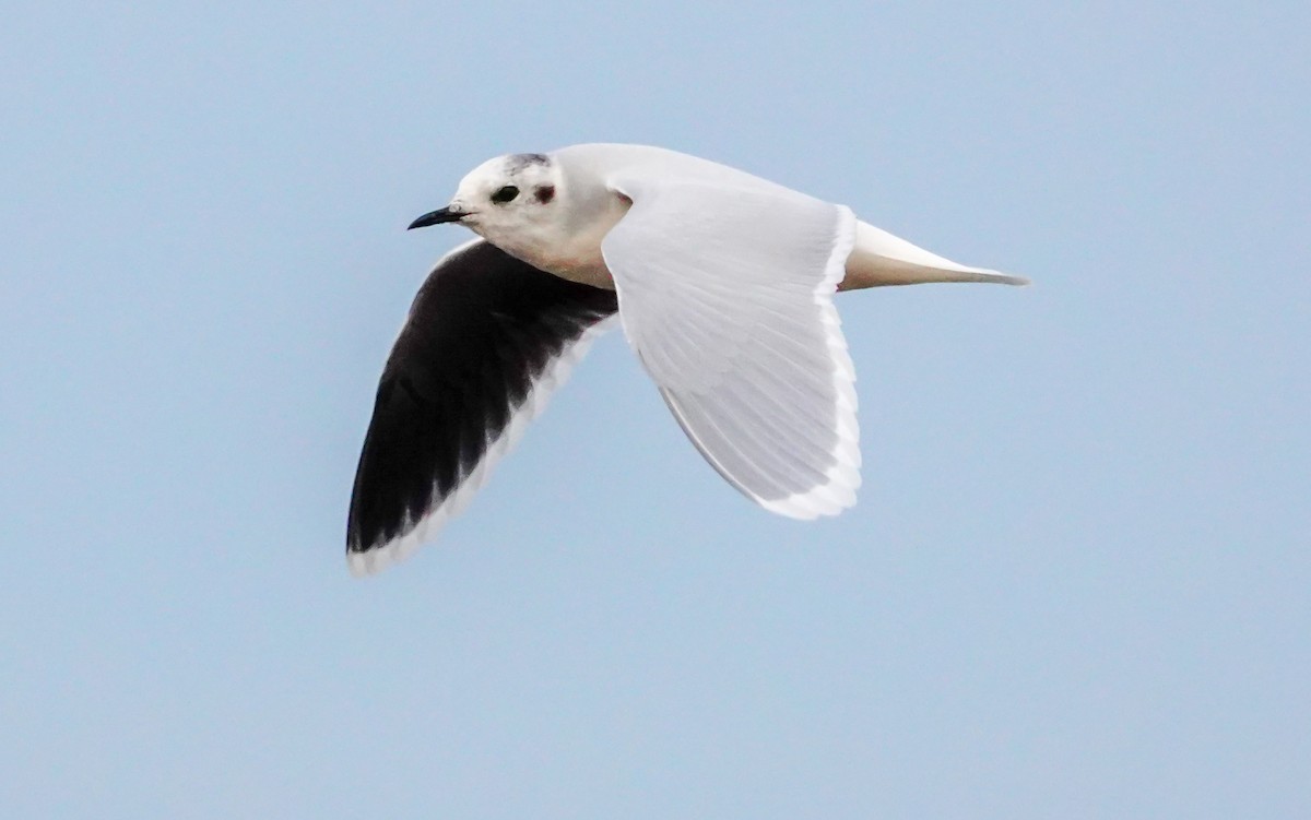 Little Gull - Gale VerHague