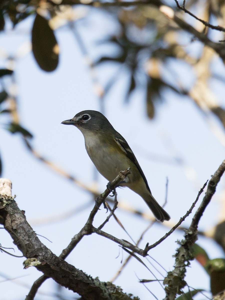Graukopfvireo - ML185500461