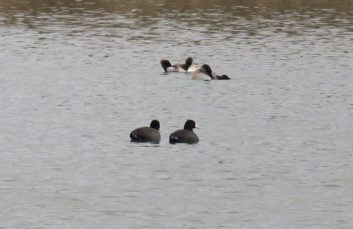 American Coot - ML185501551