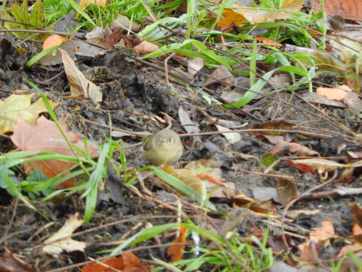 Ruby-crowned Kinglet - ML185503331