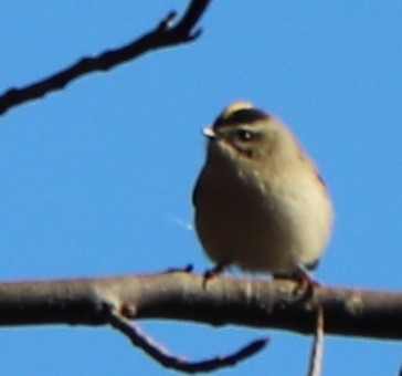 Golden-crowned Kinglet - ML185504561