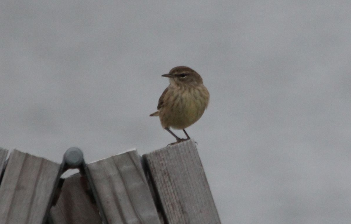 Palm Warbler - ML185504831