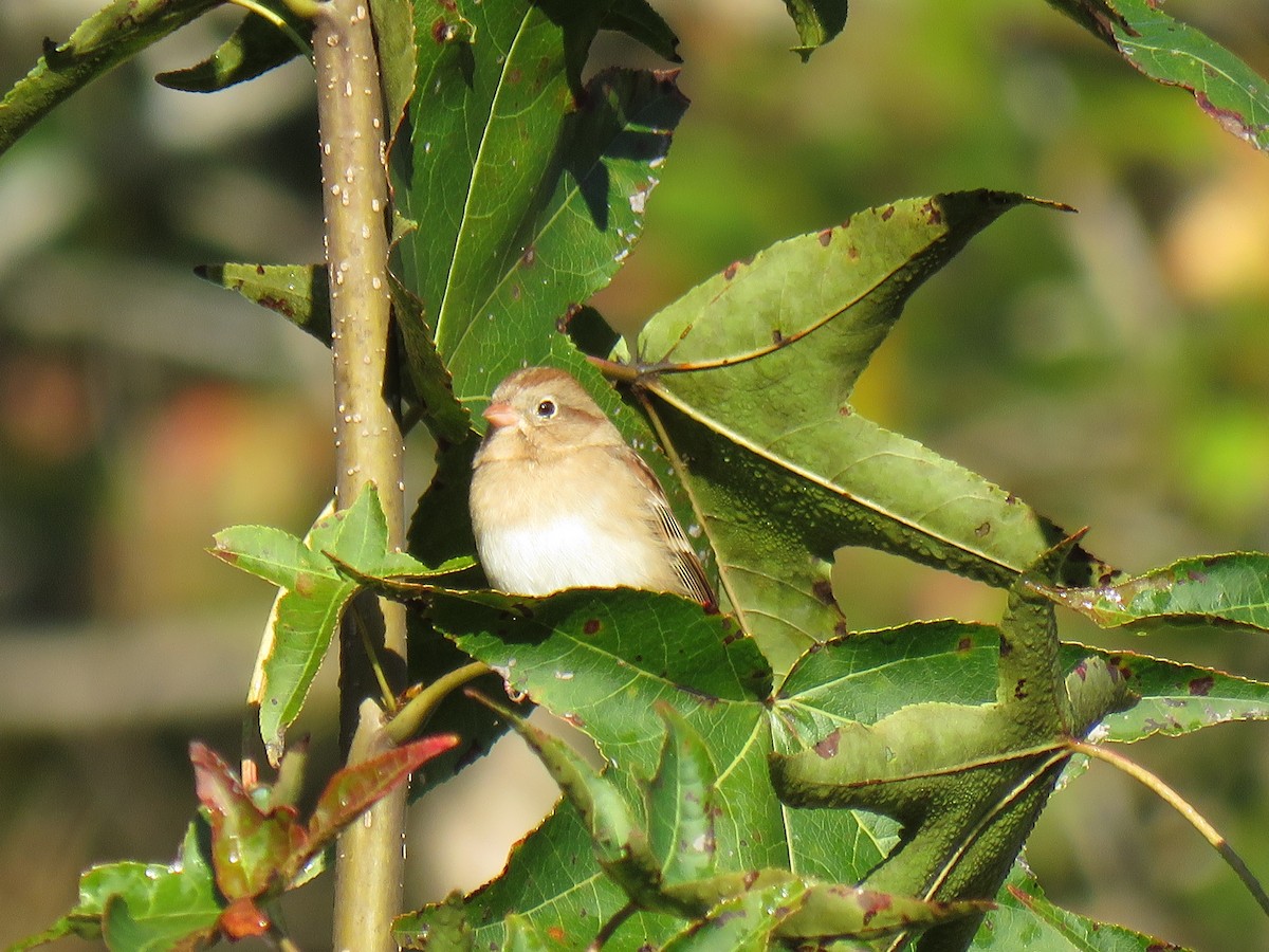 Field Sparrow - ML185506391