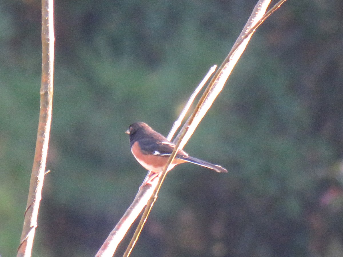 Eastern Towhee - ML185506491
