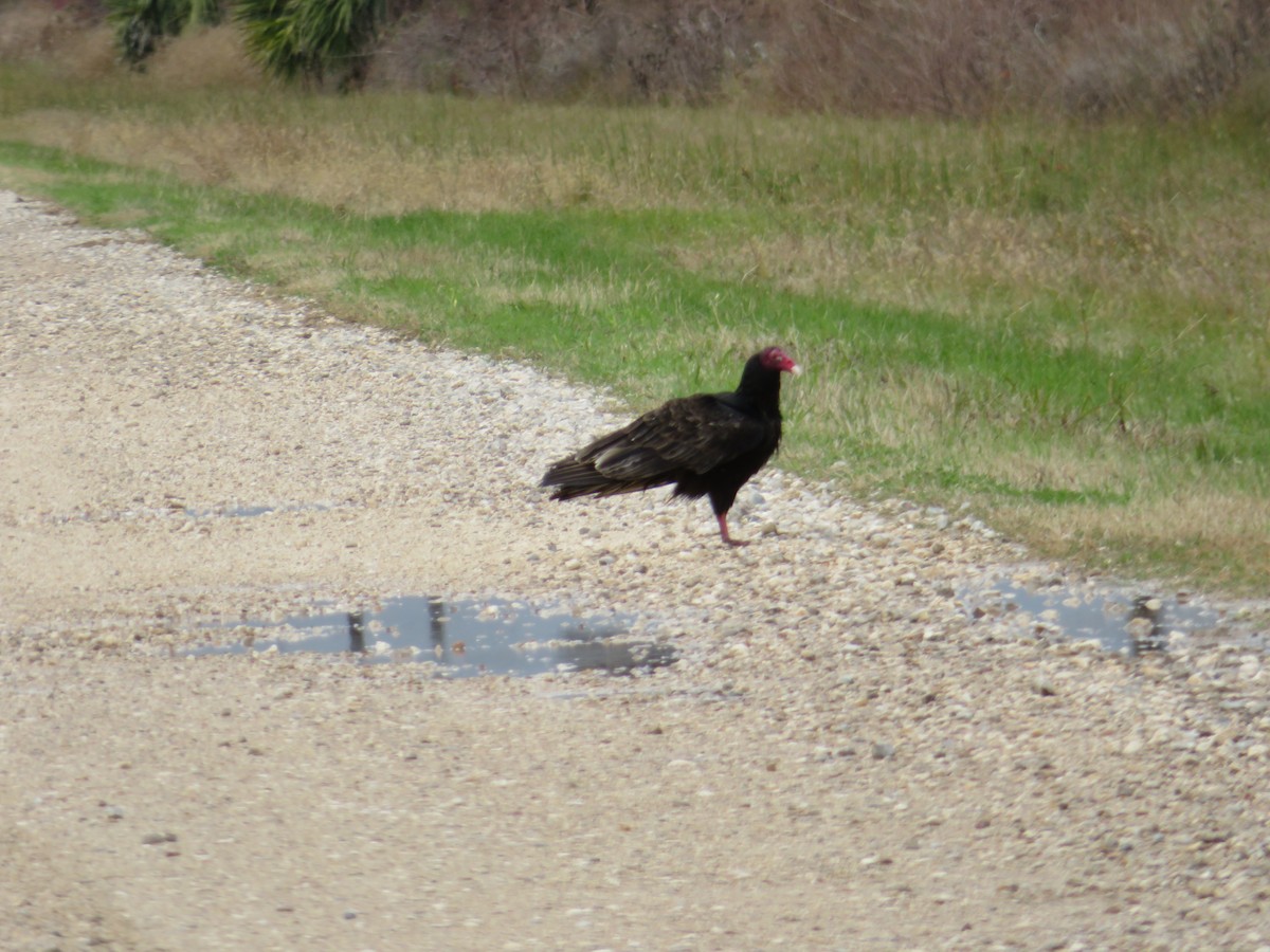 Turkey Vulture - ML185507491