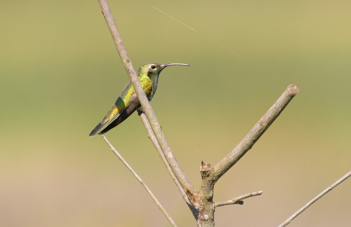 Colibrí Guainumbí - ML185509501