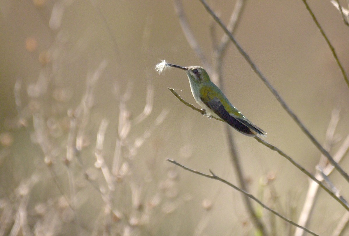 White-tailed Goldenthroat - ML185509511