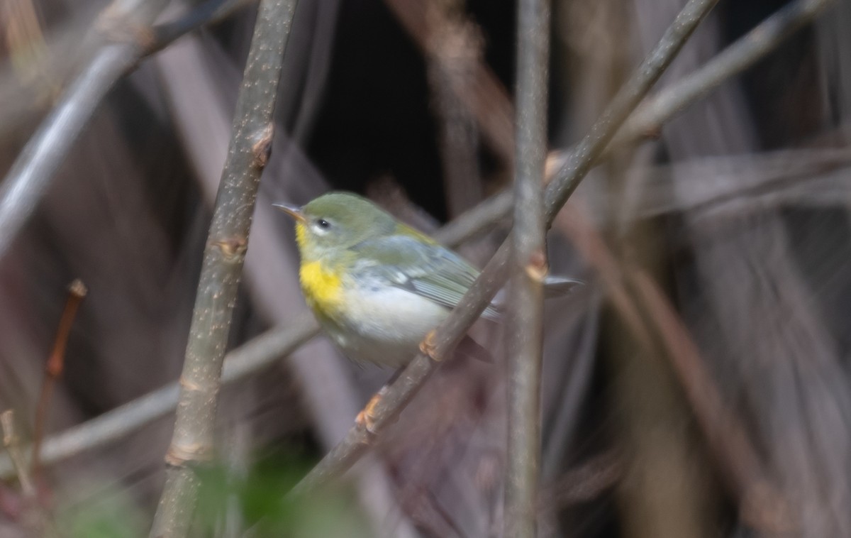 Northern Parula - ML185514851