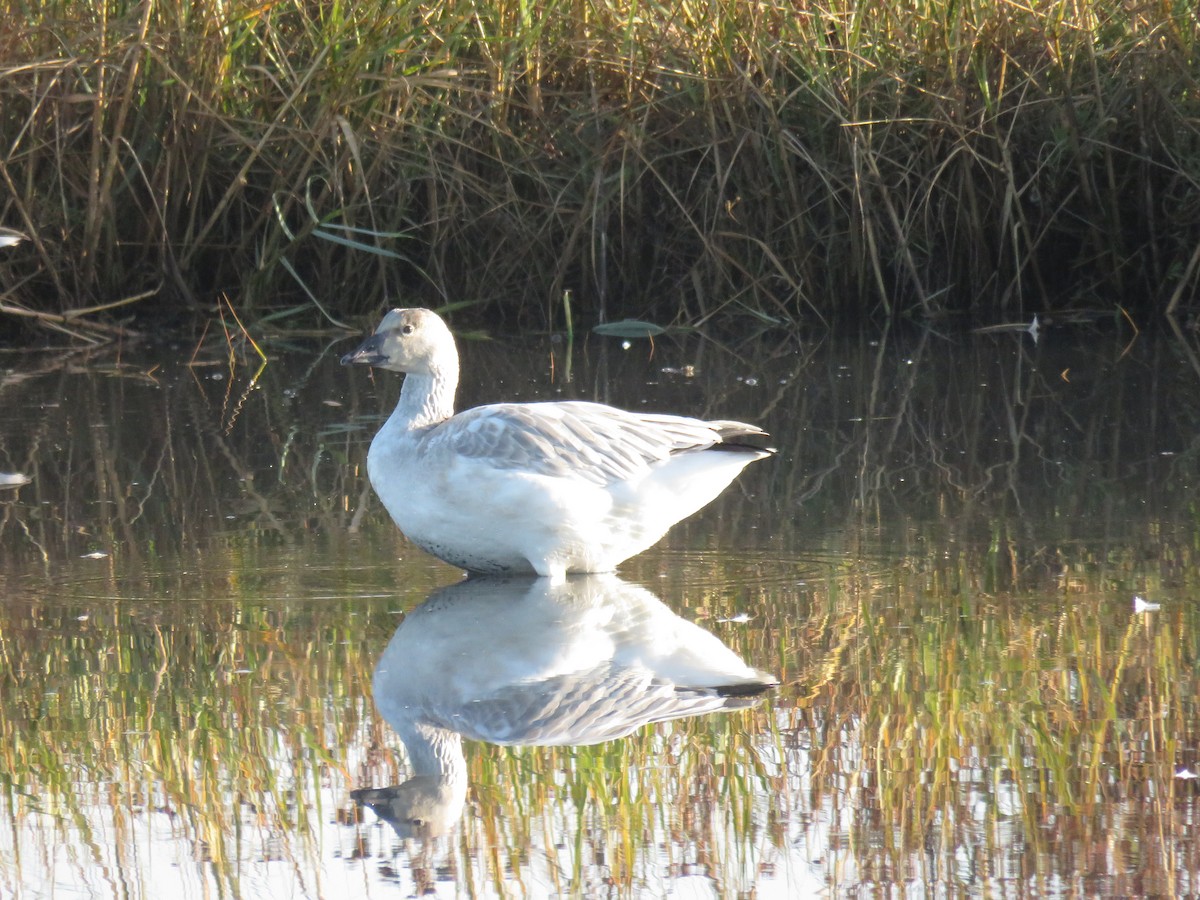 Snow Goose - ML185515481