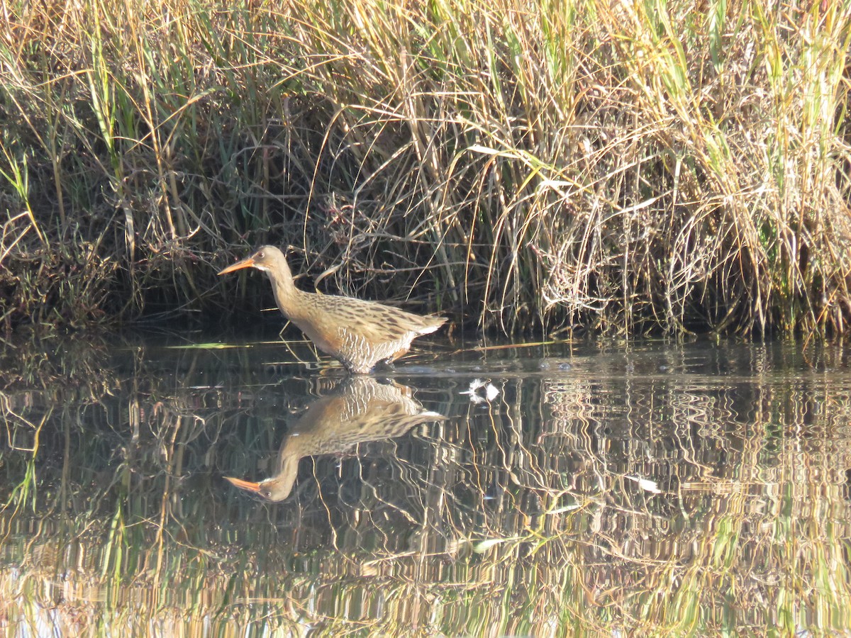 Ridgway's Rail - Morgan Kain