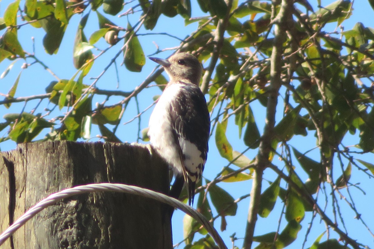 Red-headed Woodpecker - ML185516571