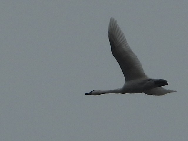 Tundra Swan - ML185518381