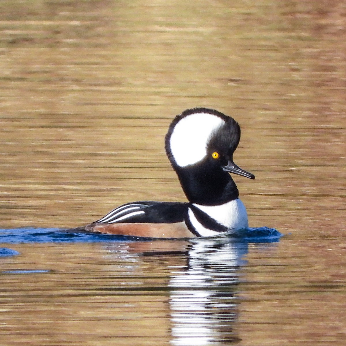 Hooded Merganser - ML185518531