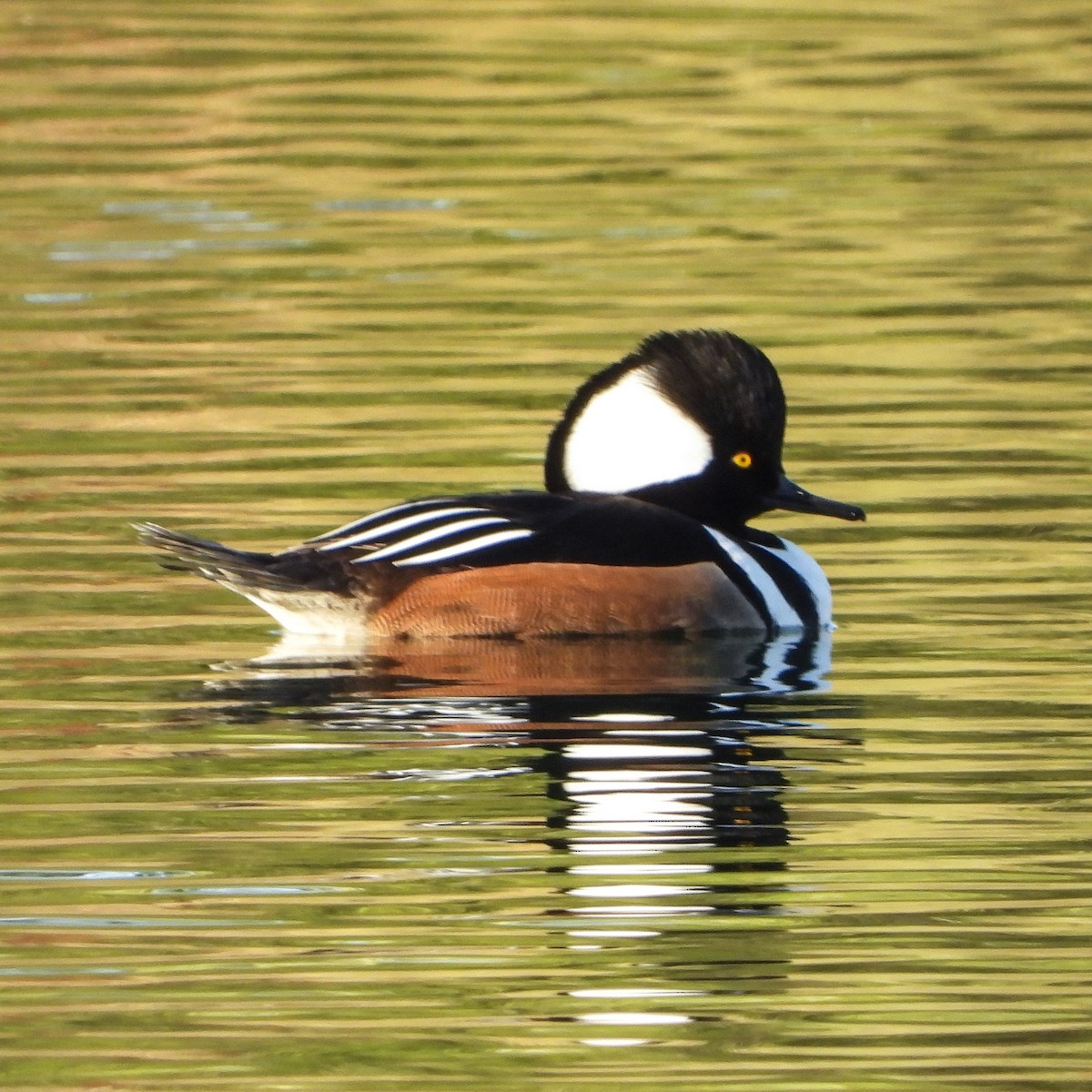 Hooded Merganser - ML185518551