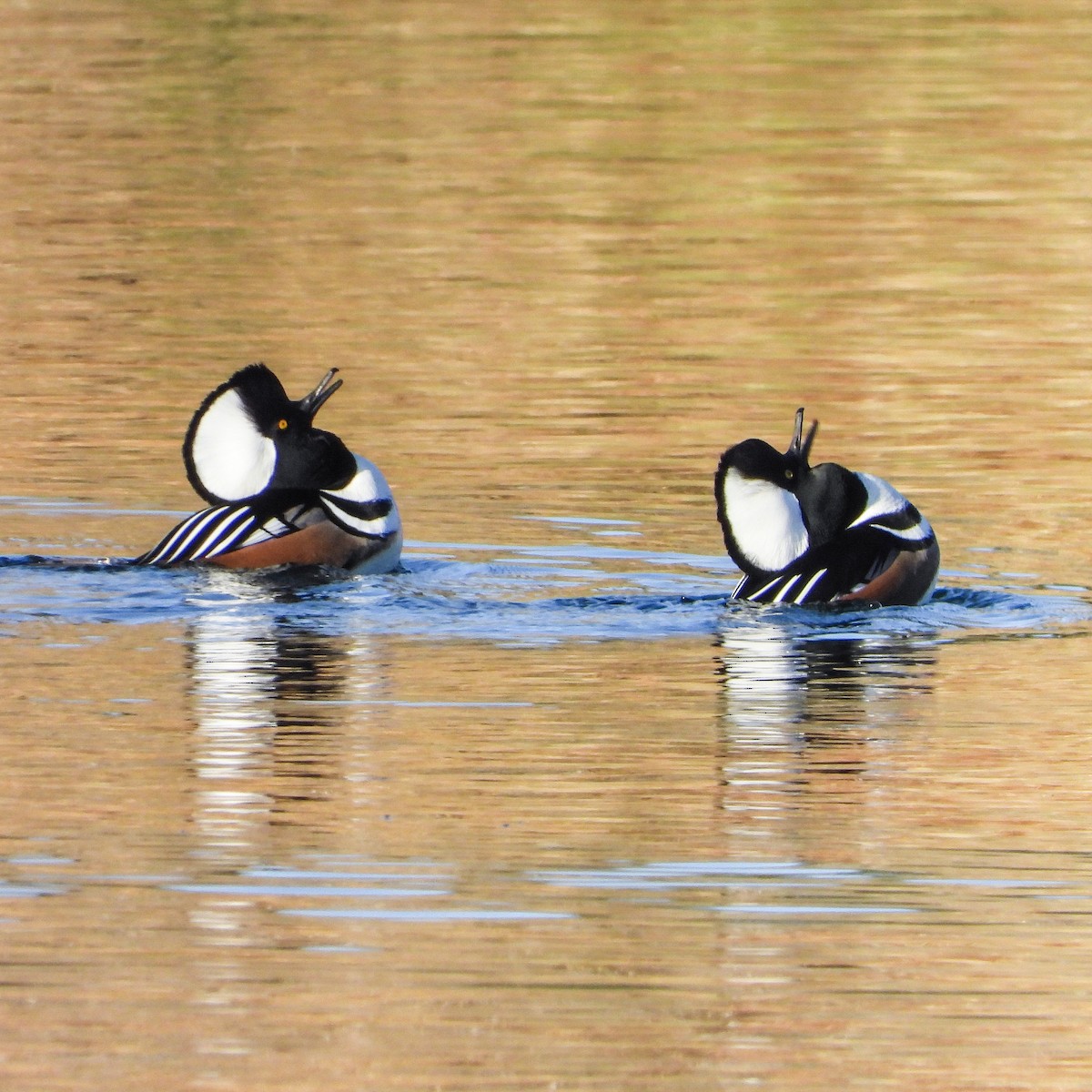 Hooded Merganser - ML185518561