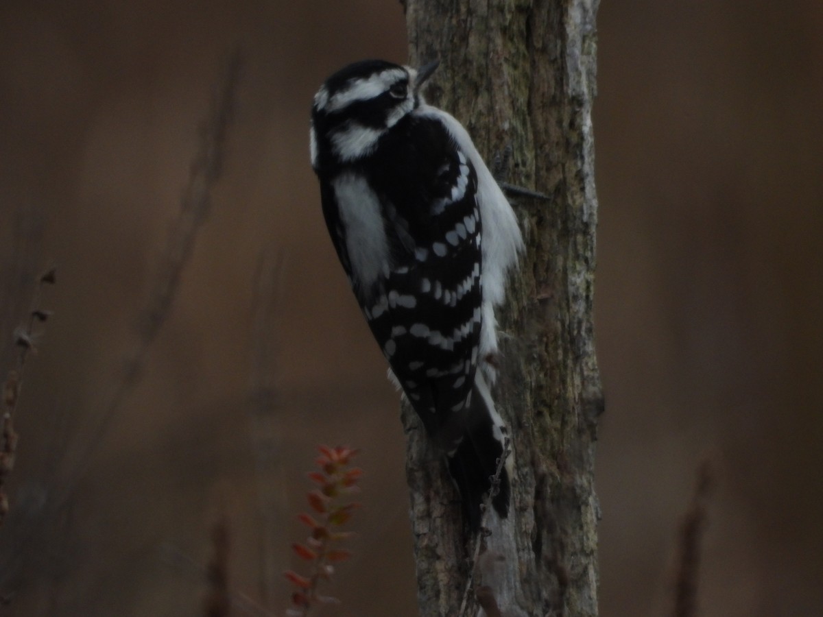 Downy Woodpecker - ML185519471