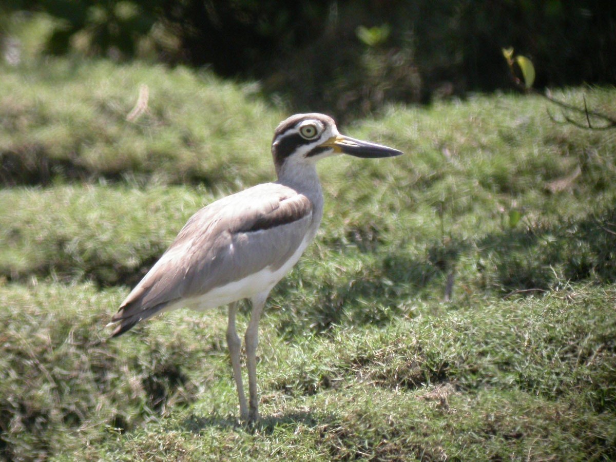 Great Thick-knee - ML185520211